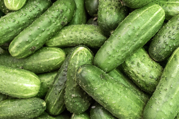 黄瓜:翡翠般的优雅。图片下载