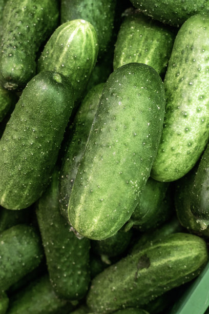 黄瓜:翡翠般的优雅。图片下载