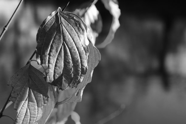 美丽的枫叶在秋天的晴天前景和模糊的背景。黑白照片。图片下载