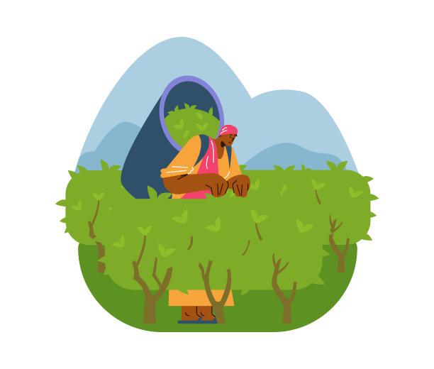 茶叶收获，人在种植园，矢量插图，平面漫画图片下载