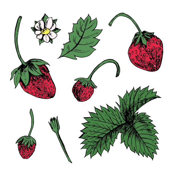 草莓在素描颜色手绘风格图片下载