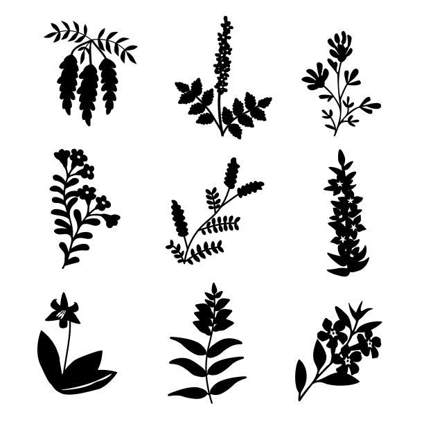 设置孤立的花图片下载