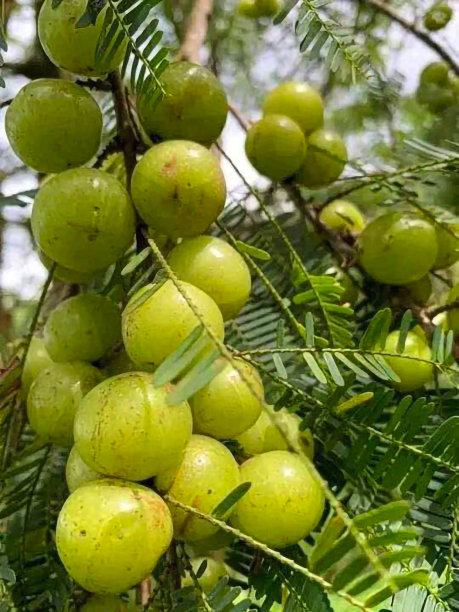 醋栗、水果图片下载