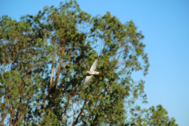蓝天中飞翔的鸽子，柔焦照片特写图片下载