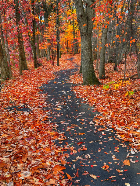 秋天的图片图片下载