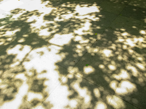 树在地上的影子。图片下载