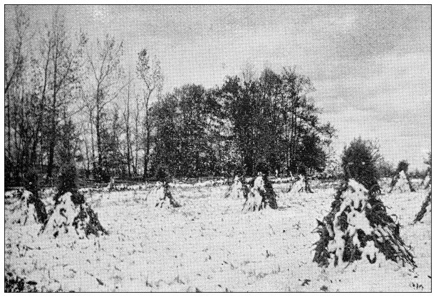 汉普顿县，马萨诸塞州的古董图像:冬天的玉米地图片下载