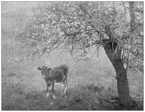 汉普顿县，马萨诸塞州的古董图像图片下载