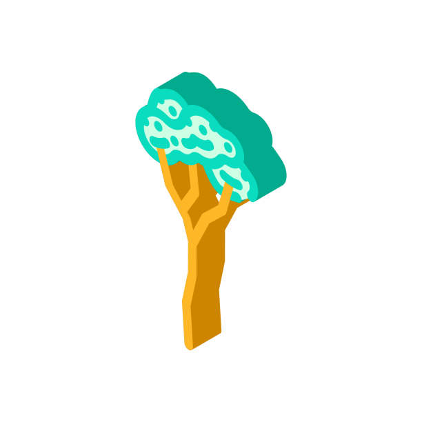 橡胶树丛林亚马逊等距图标矢量插图图片下载