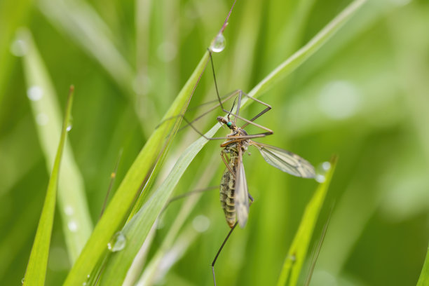 微距水平照片涉水苍蝇在花园草地与露珠在绿色的背景。充满活力的颜色。图片下载