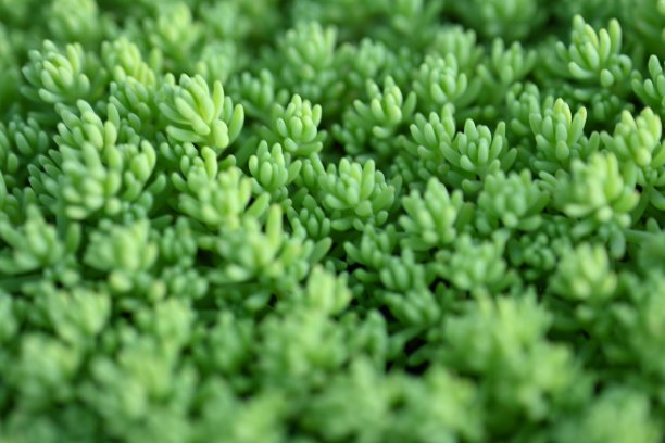 宏观绿色多肉，宏观照片为绿色多肉，宏观图案玫瑰叶片照片从上方多肉，模糊绿色多肉植物特写，淡绿色洁净景天，图片下载