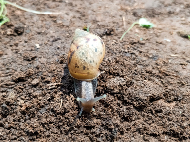 在一个种植园里，蜗牛趴在地上的特写照片。在花园里的利萨卡蒂娜。图片下载