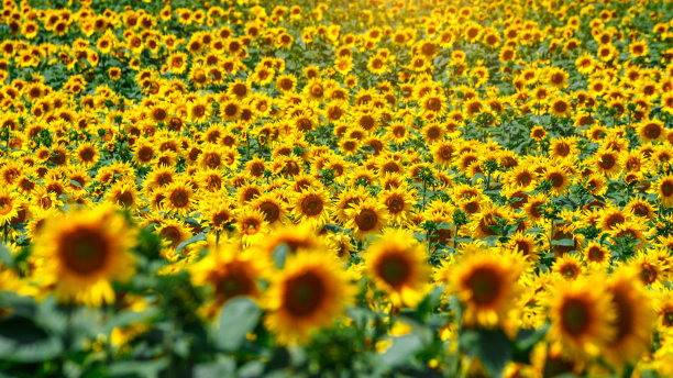 黄灿灿的向日葵映着布满云彩的天空。向日葵。黄金日落。向日葵特写镜头。农业产业。耕地照片。花图片图片下载