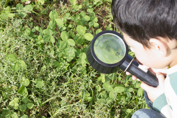 小男孩用放大镜和双筒望远镜在室外林地草地上实验野生动物、鸟类和昆虫。图片下载