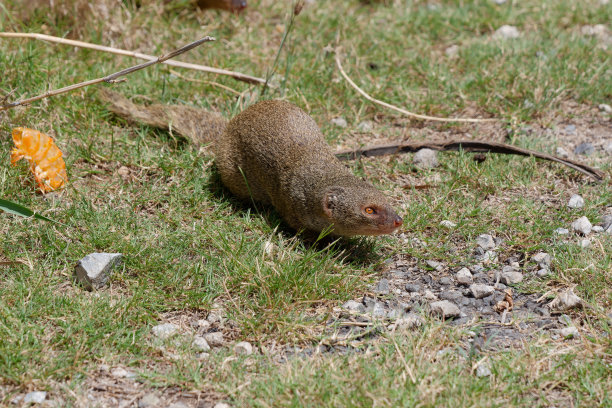 一只猫鼬在夏威夷瓦胡岛的草地上行走的特写照片图片下载