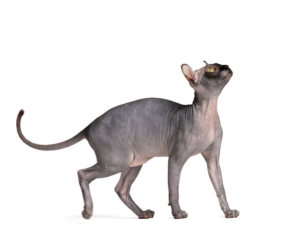顽皮的猫品种Don Sphynx在白色背景上图片下载