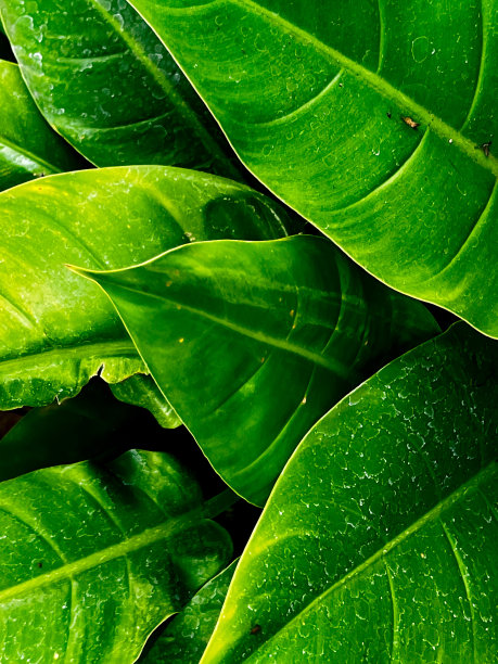 石英花植物装饰，绿叶，图案，树叶纹理照片背景细节图片下载