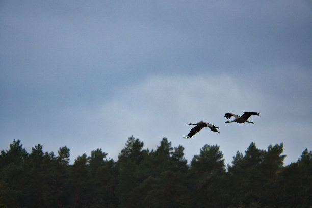两只鹤在树林里飞过。达斯河上的候鸟。动物的照片图片下载