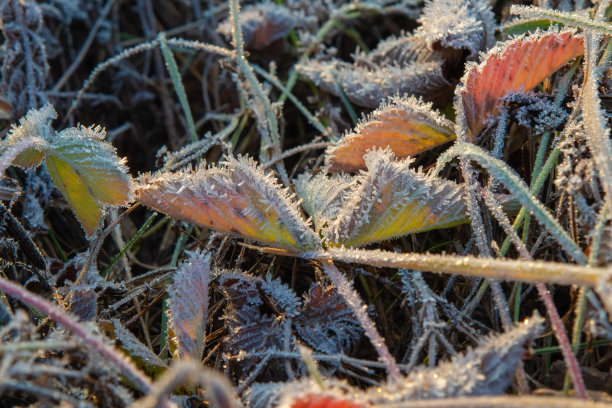 在一个寒冷的早晨，草和草莓叶子上结着霜。在寒流期间，水冰晶冻结在植物上的微距照片图片下载