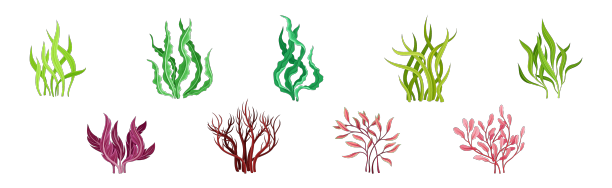 海藻和海藻植物曲线设置图片下载