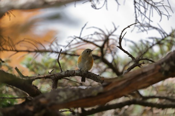 日本富士山的会惠火山口图片下载