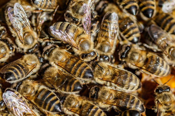 在蜂巢上工作的蜜蜂的微距照片。美丽的蜂巢和蜜蜂特写。蜜蜂的蜜房。养蜂和蜂蜜生产形象。图片下载