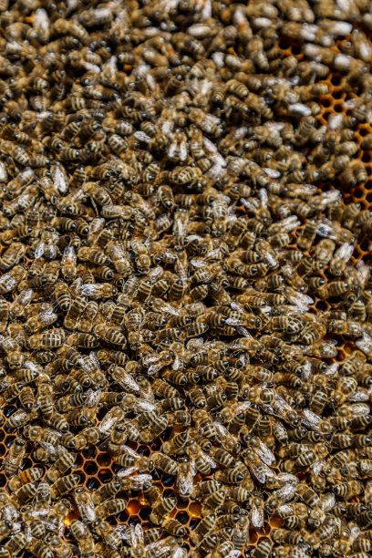 在蜂巢上工作的蜜蜂的微距照片。美丽的蜂巢和蜜蜂特写。蜜蜂的蜜房。养蜂和蜂蜜生产形象。图片下载
