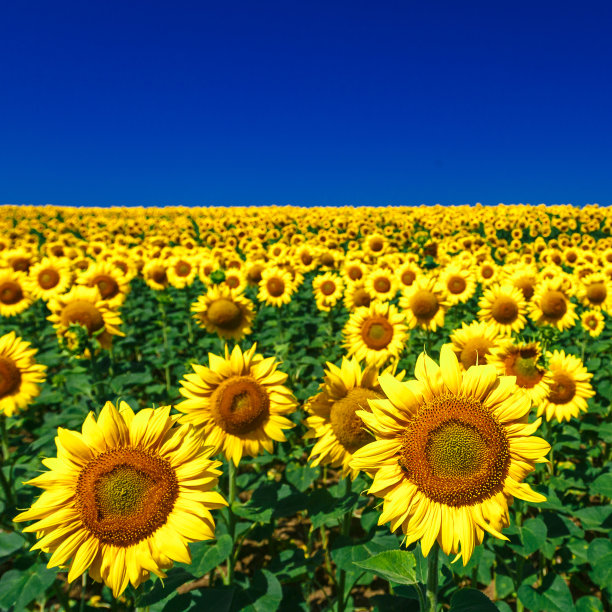 黄灿灿的向日葵映着布满云彩的天空。向日葵。黄金日落。向日葵特写镜头。农业产业。耕地照片。花图片图片下载