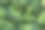 微距照片绿色新鲜蔬菜西兰花。黑色石桌上放着新鲜的绿西兰花。西兰花富含维生素。蔬菜的饮食和健康饮食。有机食品。图片下载
