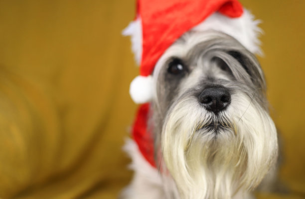戴着圣诞老人帽子的雪纳瑞图片下载