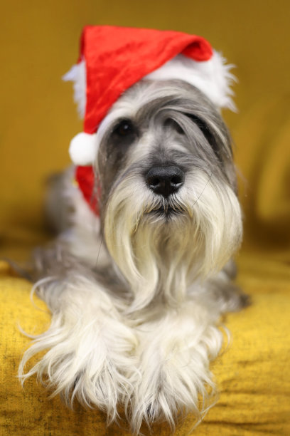 戴着圣诞老人帽子的雪纳瑞图片下载