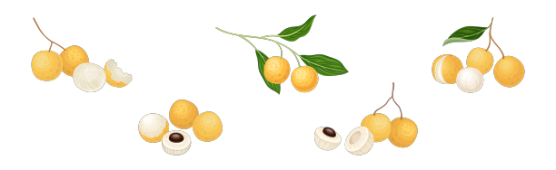 龙眼是热带水果，有圆形的浆果和叶子图片下载