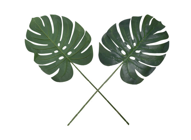 人工绿怪叶，交叉叶，异域植物装饰，剪出孤立图片下载