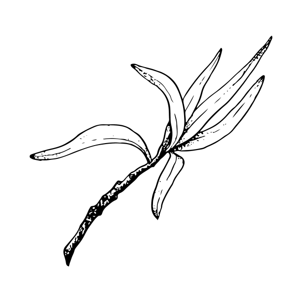 简单的橄榄树树枝与长叶子素描图片下载