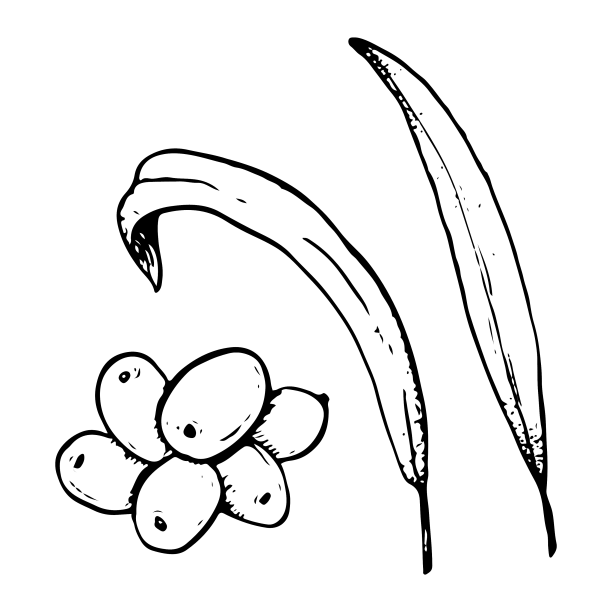 沙棘浆果和长叶子图片下载