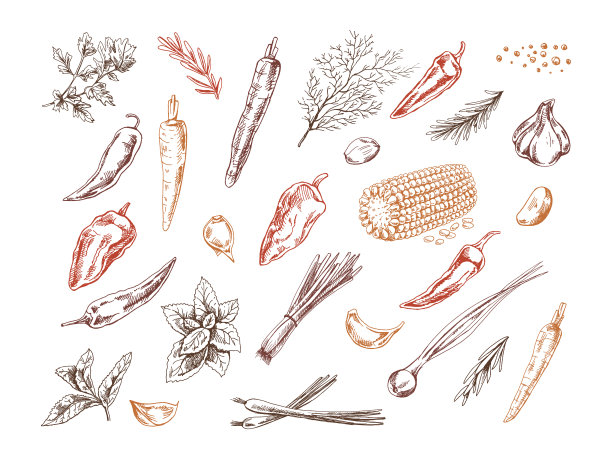 一套草药、蔬菜和调味料的手绘草图。为餐厅和咖啡馆的菜单设计。涂鸦复古插图。图片下载