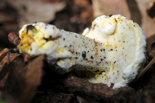 白色形状不均匀的Awatakeyadori (Bolete Eater, Hypomyces chrysospermus)蘑菇(野生动物特写微距照片)图片下载