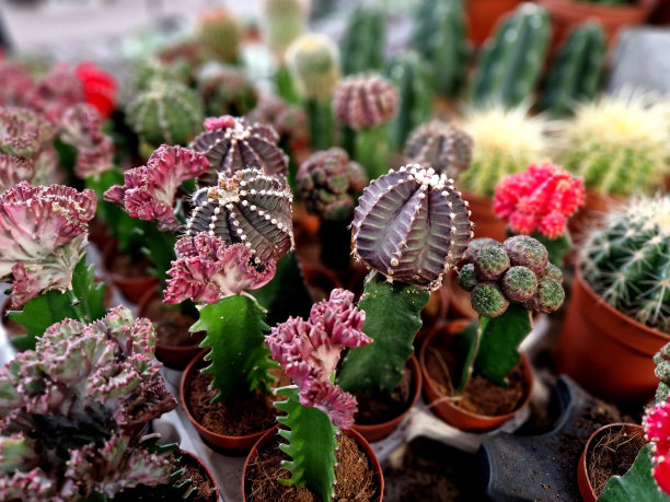 花店柜台上的圣诞一品红，以及各种形状和颜色的仙人掌。色彩柔和的兰花作为礼物送给女人会是最讨人喜欢的。房间里的柏树代替了圣诞节图片下载