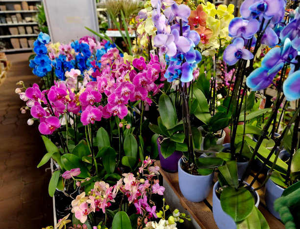 花店柜台上的圣诞一品红，以及各种形状和颜色的仙人掌。色彩柔和的兰花作为礼物送给女人会是最讨人喜欢的。房间里的柏树代替了圣诞节图片下载