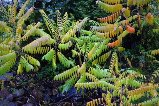 立秋之际，一排鹿角漆树的叶子由绿色变成了橘红色。图片下载