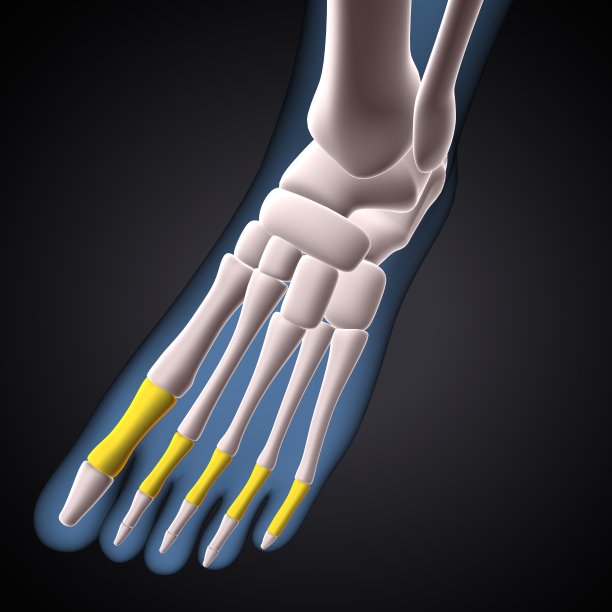 人体足近端指骨的三维插图。图片下载