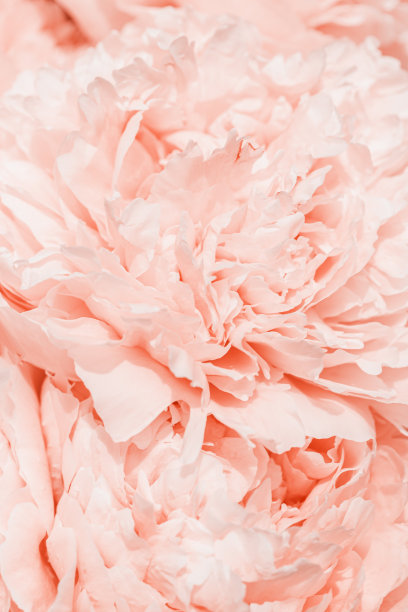 牡丹花春假花唯美自然特写图案，植物设计背景，花卉俯视图照片，乳白色粉嫩花朵，景色美丽自然壁纸，阳光图片下载