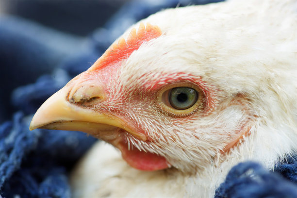 农场围栏里的一只鸡。宠物和鸟。图片下载