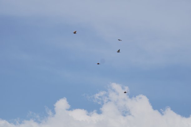 鸟的飞行图片下载