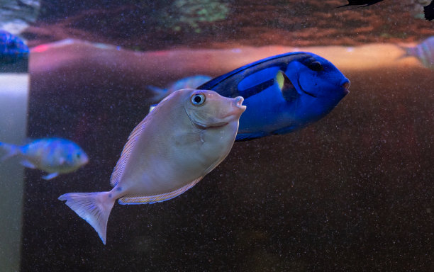 珊瑚礁中的海鱼种类，颜色鲜艳的海鱼种类图片下载