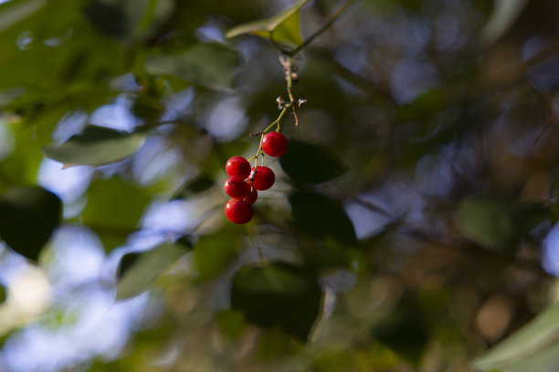 树上的醋栗果实图片下载
