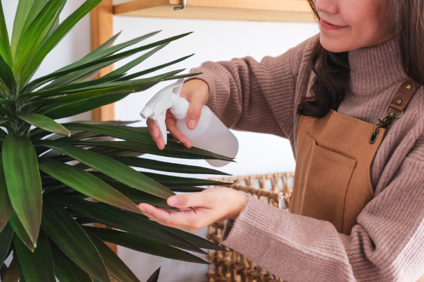 一个年轻女子在家里用喷雾瓶照料和浇灌室内植物的特写图片图片下载
