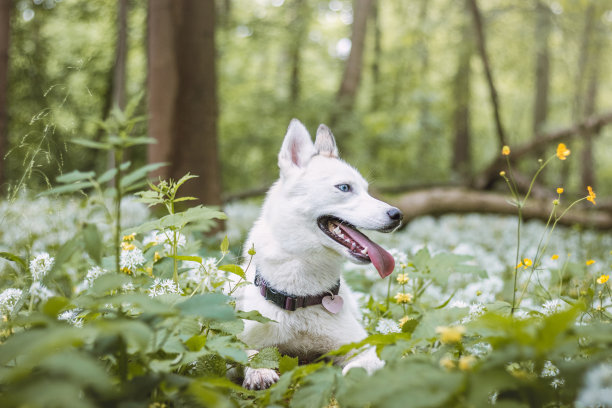 白色的西伯利亚哈士奇，有着锐利的蓝眼睛，主人坐在树上给它喂食。一只白色雪狗的偷拍照片图片下载