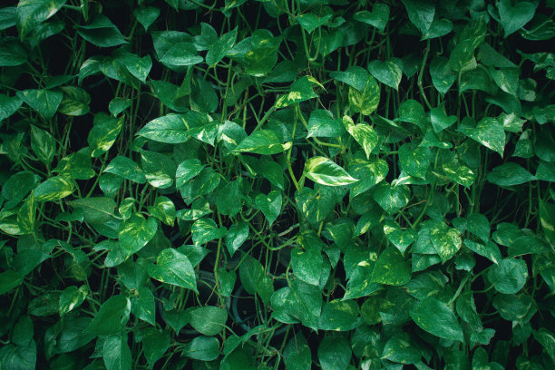 大自然的树叶，绿色的热带森林，背景插画概念图片下载