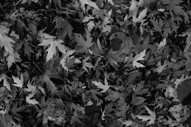 美丽的枫叶在秋天的晴天前景和模糊的背景。黑白照片。图片下载